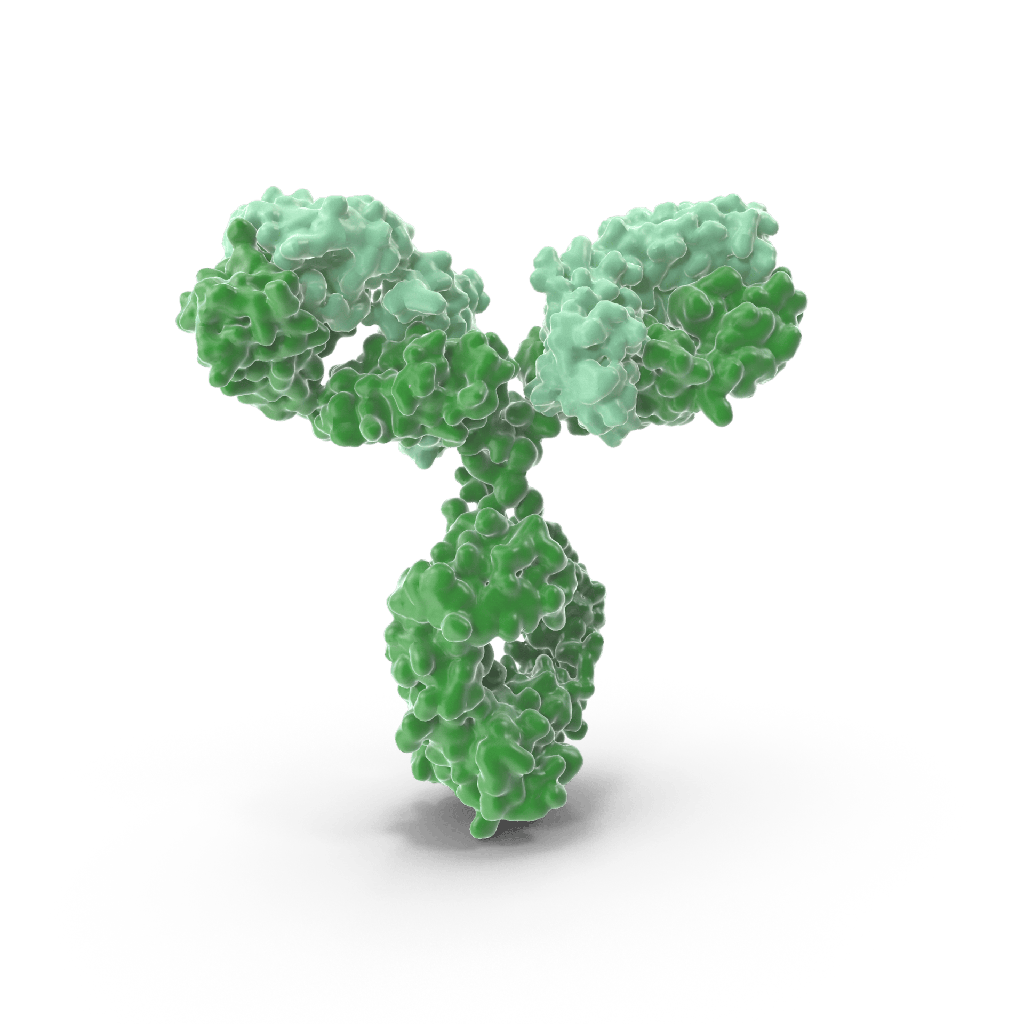 Anti-HRP-3 Rabbit Polyclonal Antibody - 100 μL
